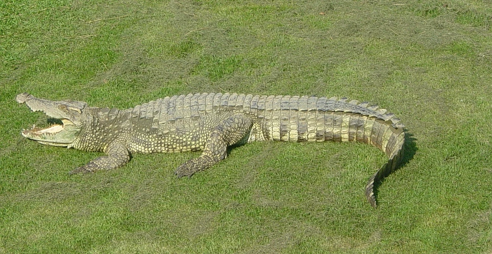 Ultimul exemplar de crocodil siamez din Vietnam a fost găsit strangulat (FOTO)