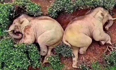 Fotografia virală cu elefanţii care s-au îmbătat şi au adormit după ce au băut 30 de litri de alcool e falsă. Ce s-a întâmplat de fapt