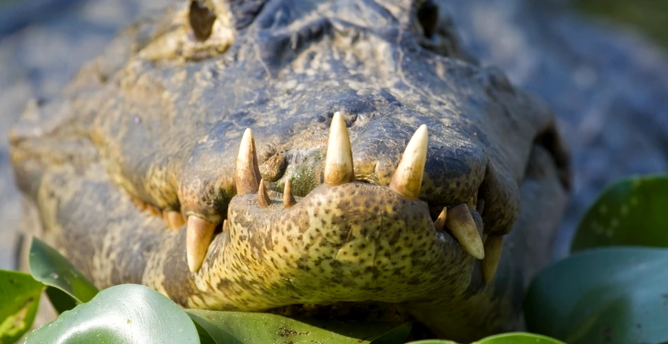 Cercetătorii au pus crocodilii să asculte muzică clasică în timp ce se aflau într-un aparat RMN pentru a afla mai multe informaţii despre dinozauri