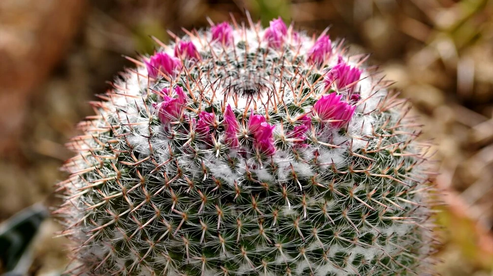 Mai multe specii de cactus, în pragul dispariției din cauza încălzirii globale
