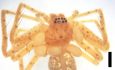 „Bijuteria” de la „gâtul” unui păianjen ascunde ceva mult mai periculos