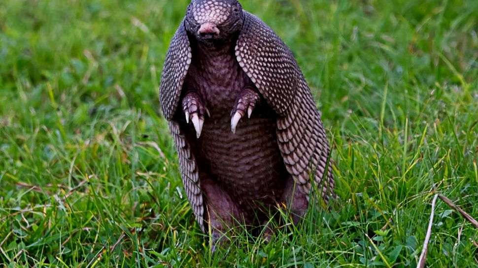 Care este singurul animal care, mai mereu, naște pui cvadrupleți identici?