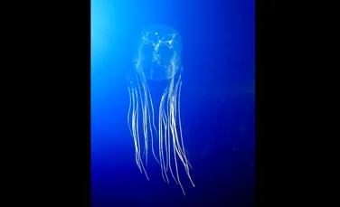 Oamenii de ştiinţă dezvoltă un tratament împotriva veninului celei mai periculoase meduze