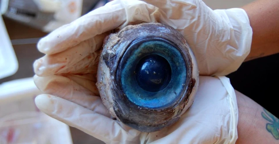 Un misterios ochi albastru de mari dimensiuni a fost descoperit pe o plajă din Florida