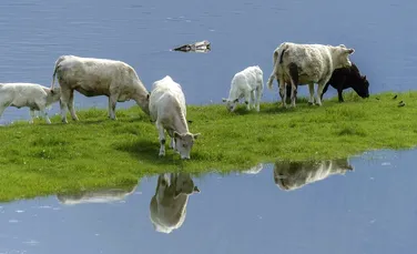 Pot sau nu vacile să înoate?