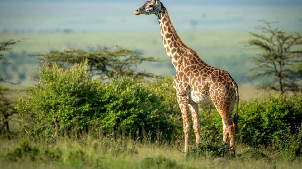 Pajiștile dispar aproape de patru ori mai repede decât pădurile, arată un studiu global