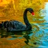 Test de cultură generală. Care animal rar nu este deloc rar?