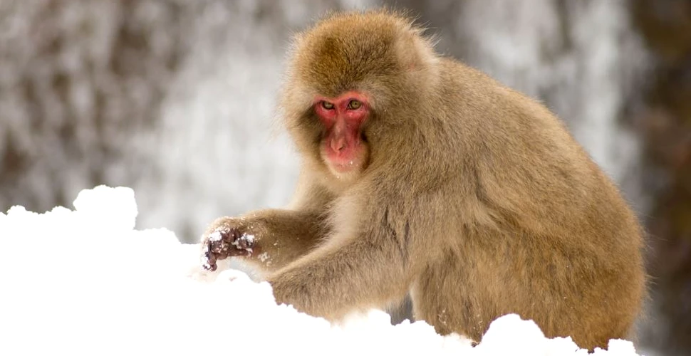 Japonezii au eutanasiat 57 de maimuţe rare. ”Au fost omorâte pentru a proteja mediul”