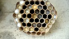Un cuib de viespi radioactiv, găsit la o instalație nucleară. Insectele sunt de negăsit