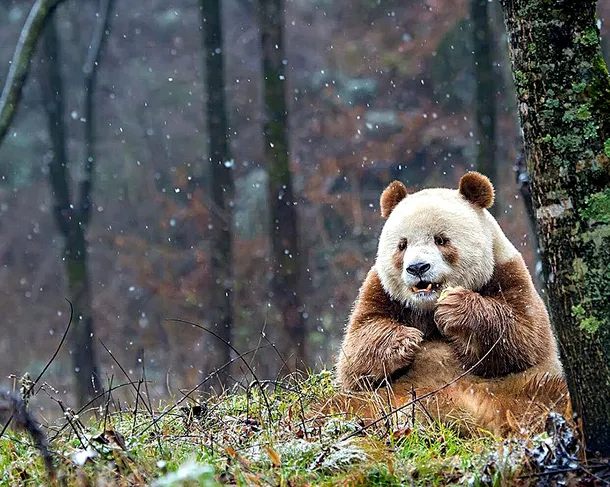 Ursul panda care a devenit o celebritate datorită culorii sale neobişnuite 