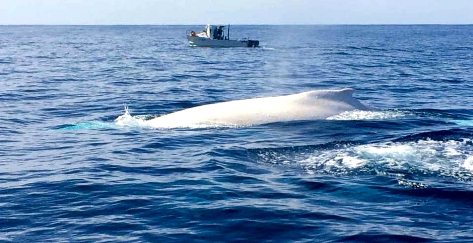 Imagini rare surprinse aproape de Australia: ”Este Migaloo, balena albă cu piele de porţelan” – VIDEO