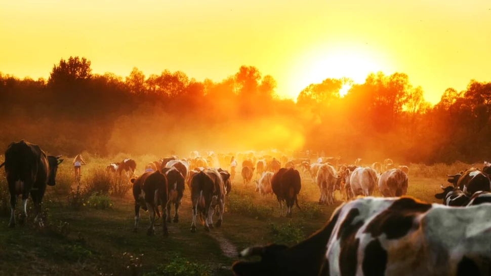 Primii cowboy americani au fost probabil sclavi, arată o nouă analiză