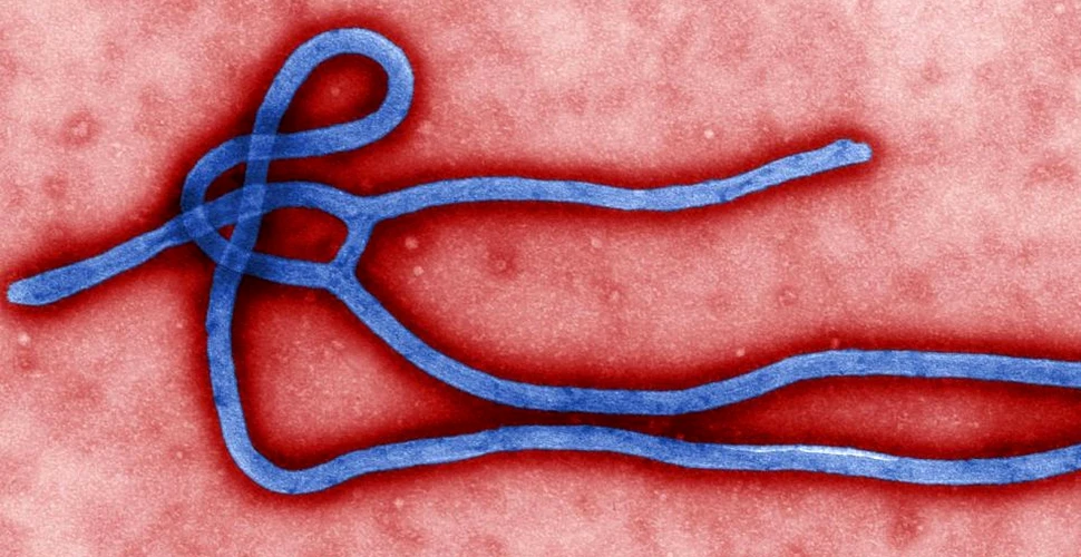 Un test pentru diagnosticarea rapidă a Ebola se dovedeşte a fi extrem de eficient