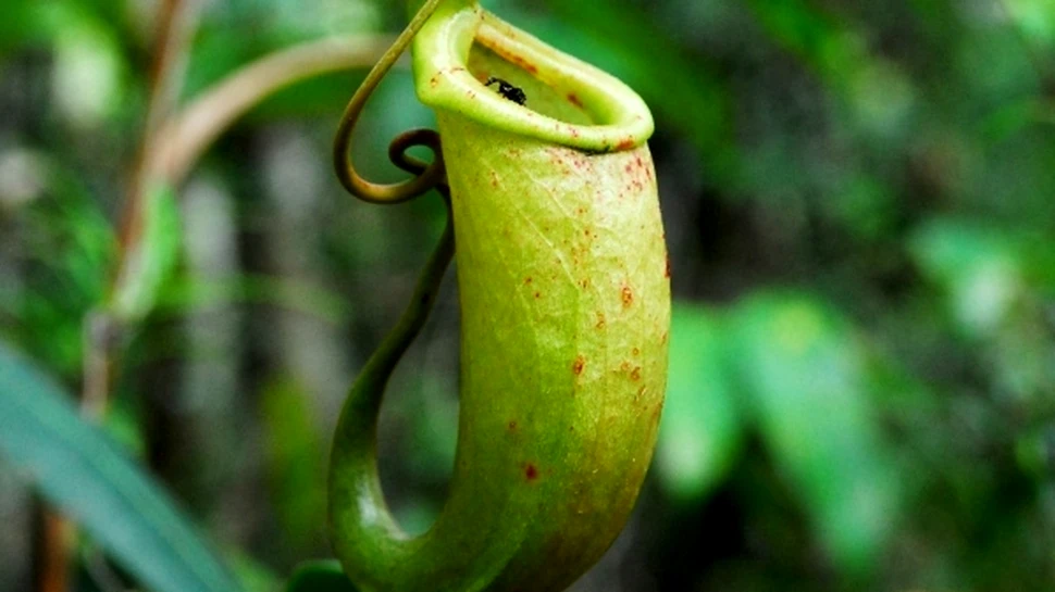 O plantă carnivoră inspiră crearea unui material performant