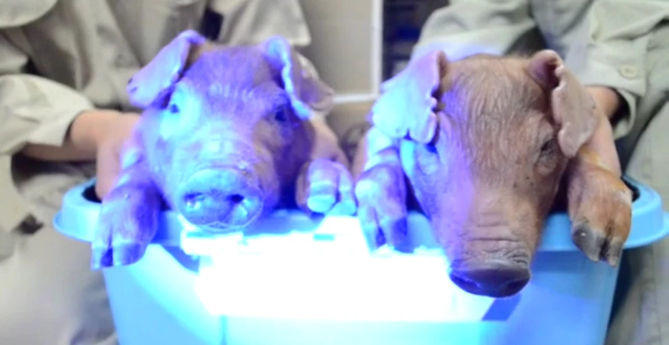 Cercetătorii chinezi au creat în laborator 10 purceluşi care strălucesc în întuneric (VIDEO)