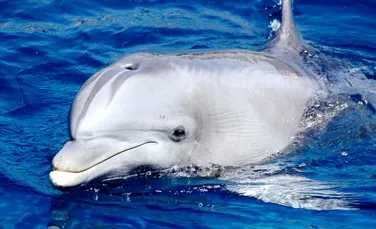 Din cauza lui Zafar, delfinul în călduri care a început să facă ”avansuri” turiştilor, autorităţile au închis o plajă din Franţa