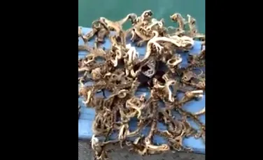 Creatura bizară prinsă de un pescar. A publicat imaginile pe contul său de Facebook (VIDEO)