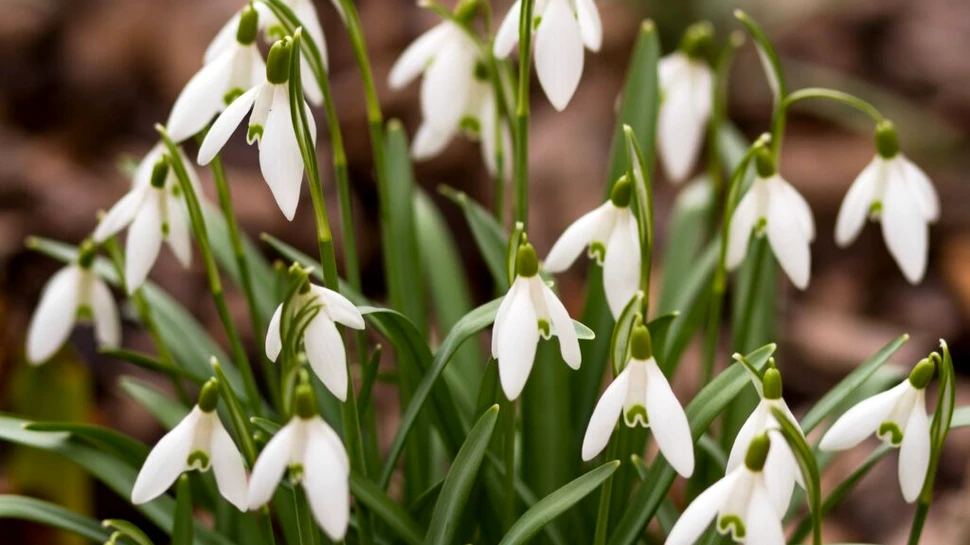 Meteorologii anunță că primăvara își intră în drepturi. Cum va fi vremea până pe 15 martie?