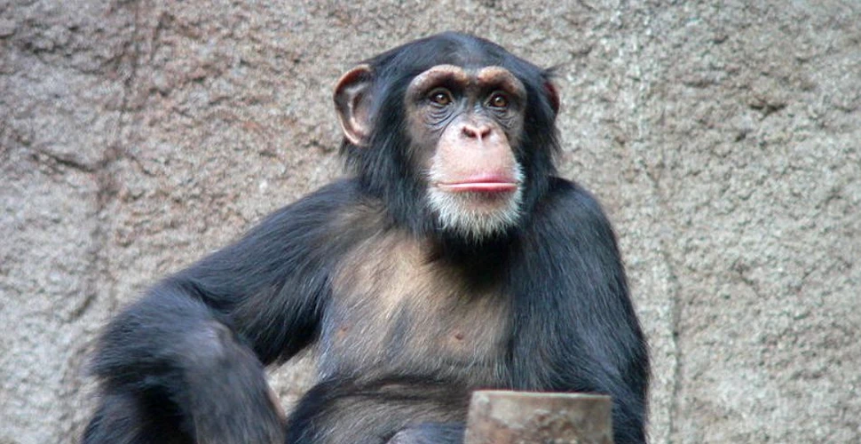 Semănăm cu cimpanzeii mai mult decât credeam. Ce asemănare extraordinară au descoperit cercetătorii între cele „noi” şi „ei”?