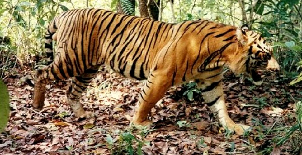 Tigrul de Sumatra ar putea disparea pana in 2015