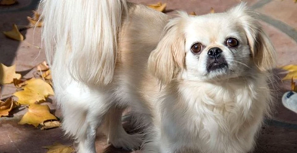 Pechinzeul, cea mai răspândită rasă de câini din România