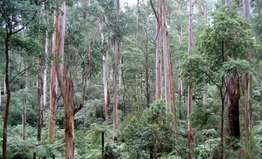 Specialiştii avertizează: mor marii arbori ai Terrei