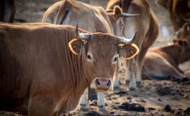 Vacile din Marea Britanie ar putea primi „blocante de metan” pentru eliminarea emisiilor