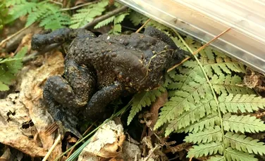 VIDEO. Natura poate fi cu adevărat bizară: o cercetătoare a găsit o broască fără faţă care încerca să se orienteze într-o pădură din SUA