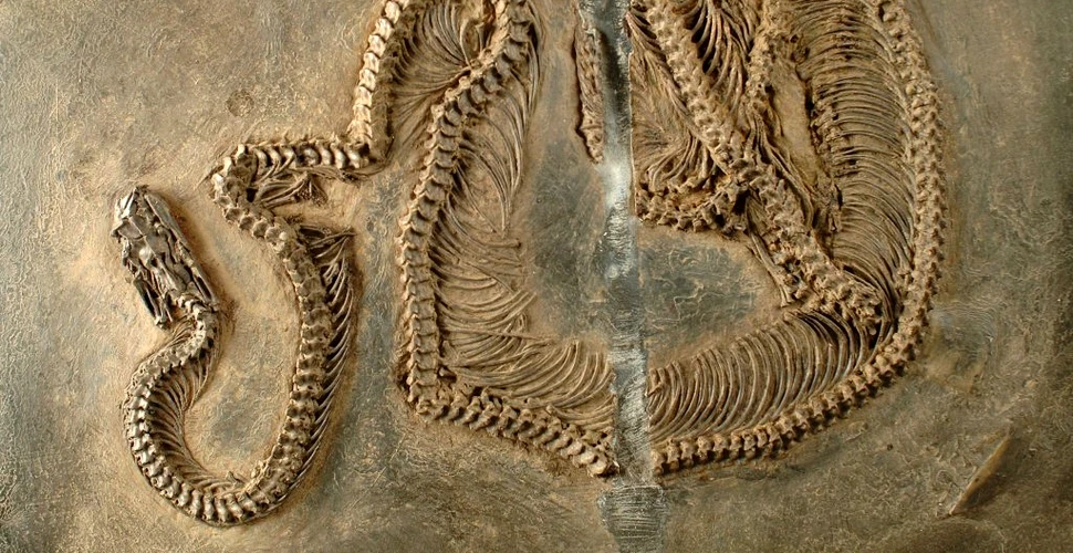 Fosila unui șarpe care vedea în infraroșu descoperită într-o carieră de piatră s-a dovedit a fi un strămoș al șerpilor boa