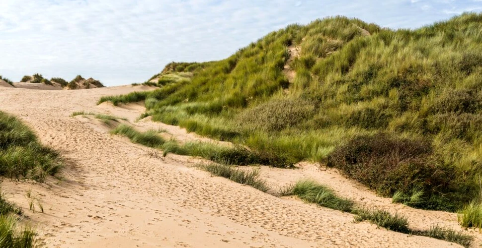Urme antice de oameni și animale, găsite pe o plajă din Regatul Unit