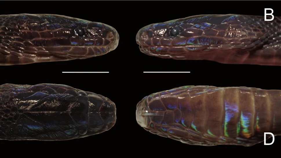 Șarpe iridescent cu solzi ciudați, care aparține unui gen foarte rar, descoperit în Vietnam