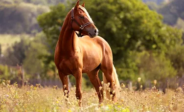 25 lucruri inedite, curioase şi ciudate despre cai