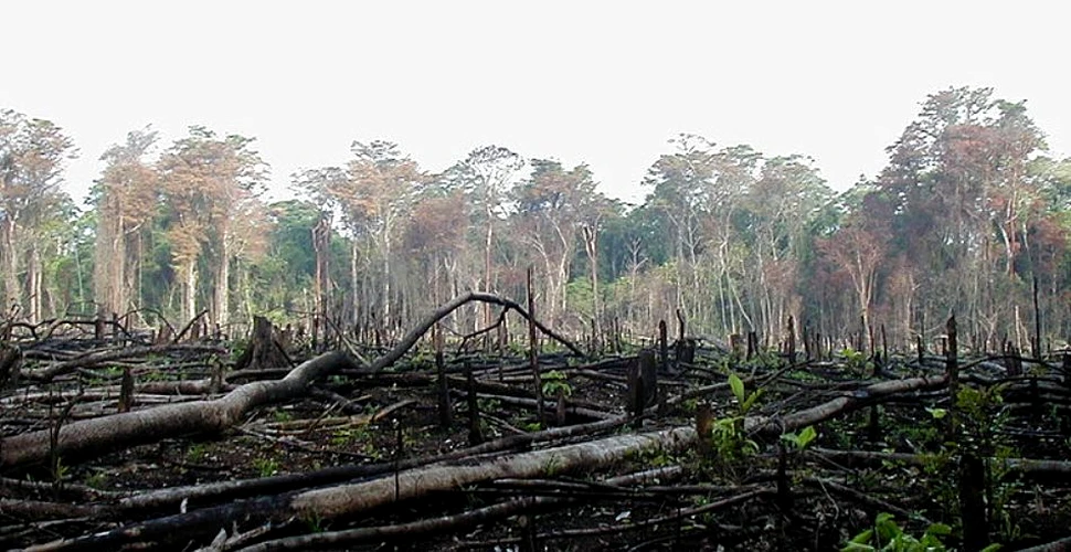 Mor până şi pădurile tropicale protejate
