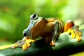 Un nou arbore genealogic arată că amfibienii au evoluat cu zeci de milioane de ani mai târziu