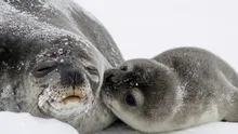 Abilitatea focilor de a tolera metalele toxice ar putea ajuta cercetările medicale