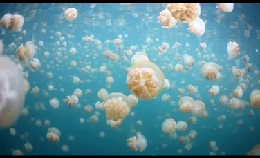 Imagini rare surprinse în paradisul meduzelor din Insulele Palau! (VIDEO)