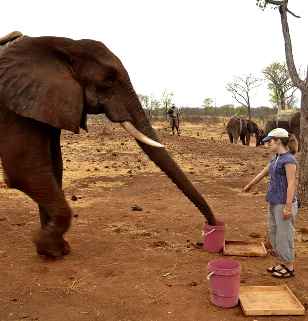 Elefanţii înţeleg gesturile umane fără să fie antrenaţi