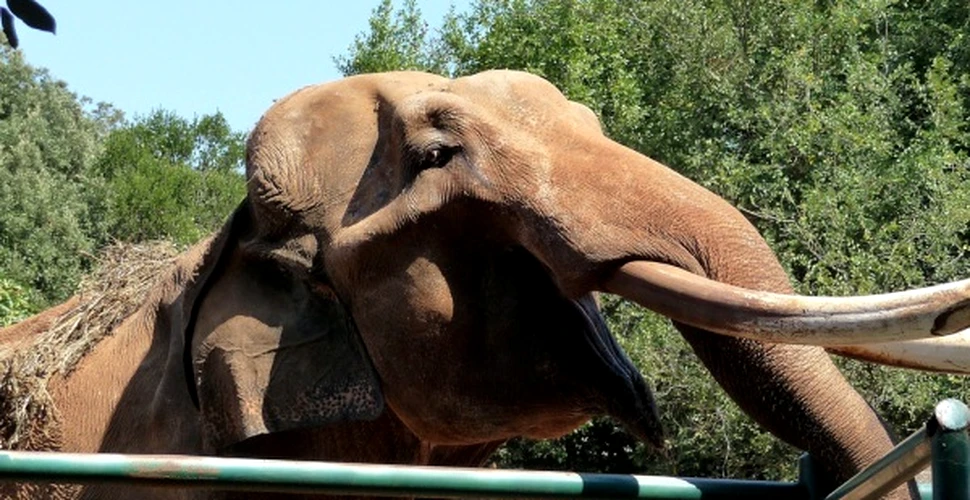 Sony, elefantul croat, a fost transformat in biocombustibil