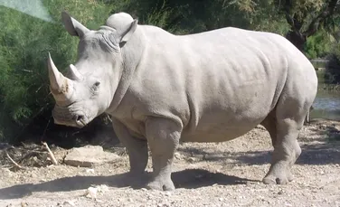 Un rinocer alb dintr-o grădină zoologică din Franţa a fost împuşcat de către braconieri, care i-au furat cornul