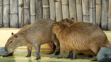 Un capibara care a evadat de la o grădină zoologică din China, regăsit după două luni
