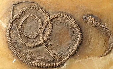 Descoperirea unei fosile vechi de 48 de milioane de ani scoate la iveală un lucru uimitor despre lanţul trofic. ”Probabil este unică în cariera mea”
