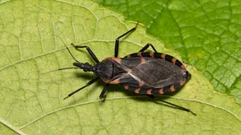 Test de cultură generală. Care este diferența dintre gândaci și insecte?