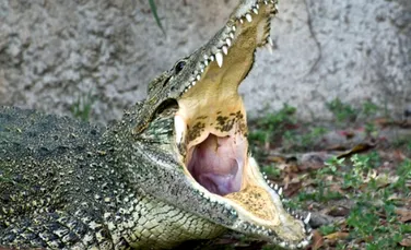 Crocodilul Cubanez (Crocodylus rhombifer)