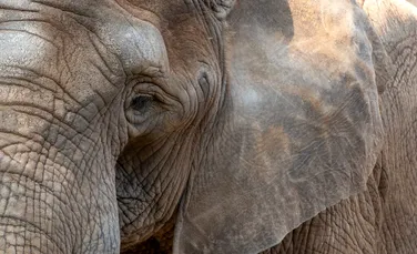 Ce i-a „dezvăluit” un elefant unei femei care susține că vorbește telepatic cu animalele?