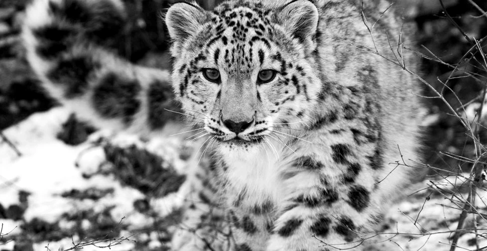 5 lucruri extraordinare despre leoparzii zăpezilor, ”fantomele munţilor” aflate în pericol de dispariţie – FOTO