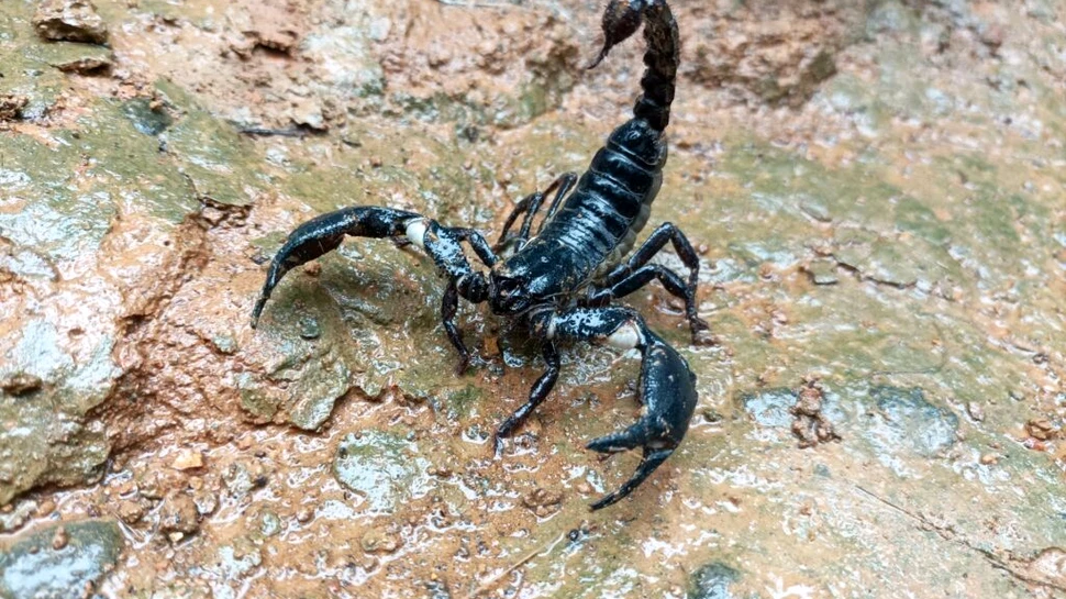 Oamenii de știință au descoperit un scorpion rar în Columbia