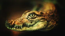 Cercetătorii au creat o piele electronică asemănătoare cu cea de crocodil