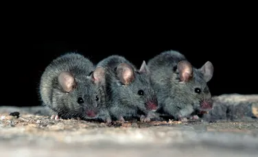 De ce se scarpină șoarecii atunci când îi văd pe alții că fac acest lucru?