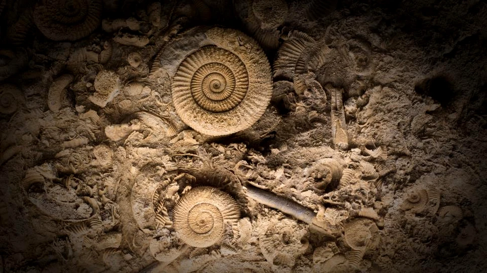 Un studiu de amploare aruncă o nouă lumină asupra emergenţei vieţii animale acum 540 de milioane de ani