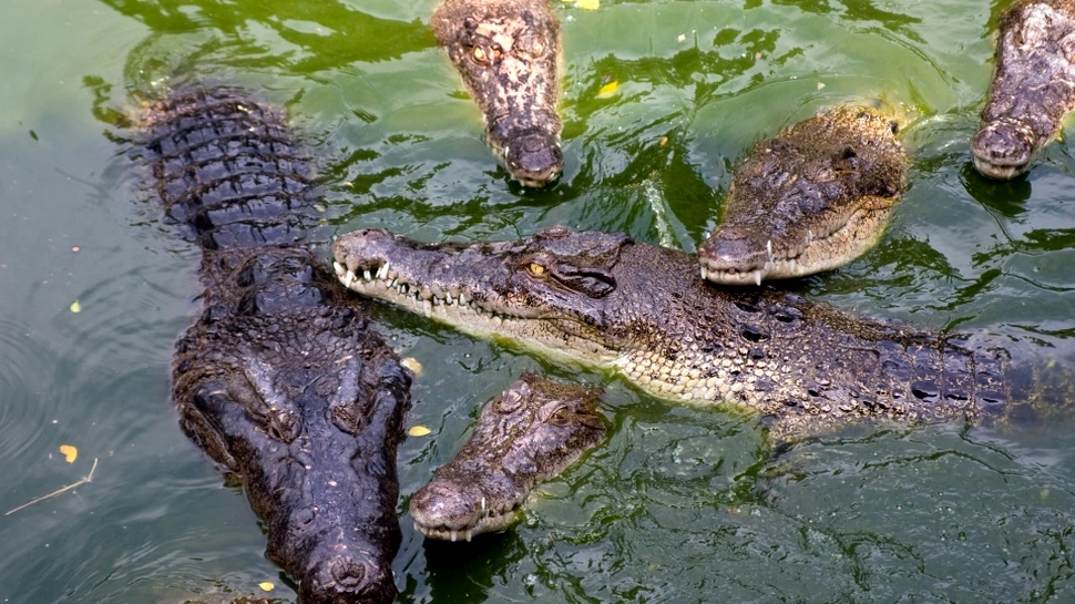 Populaţiile de crocodil din Australia de Vest s-au triplat în ultimele trei decenii